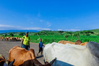 Omo Vadisi, Etiyopya - 21 Kasım 2020: Shepherd and Cows on the Green Grassed African Road