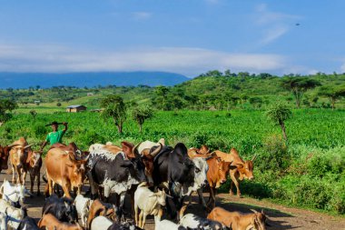Omo Vadisi, Etiyopya - 21 Kasım 2020: Shepherd and Cows on the Green Grassed African Road