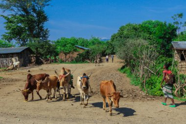 Omo Vadisi, Etiyopya - 21 Kasım 2020: Shepherd and Cows on the Green Grassed African Road