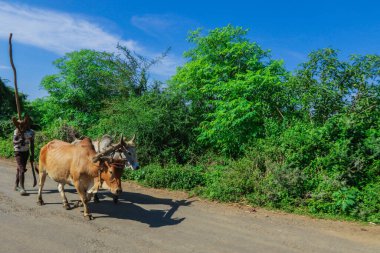 Omo Vadisi, Etiyopya - 21 Kasım 2020: Shepherd and Cows on the Green Grassed African Road