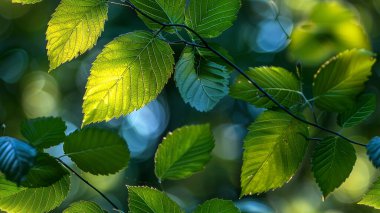 güneş ışığı ile yaprak yeşil