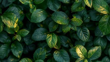 Bahçedeki yeşil yapraklar