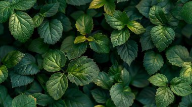 Bahçedeki yeşil yapraklar