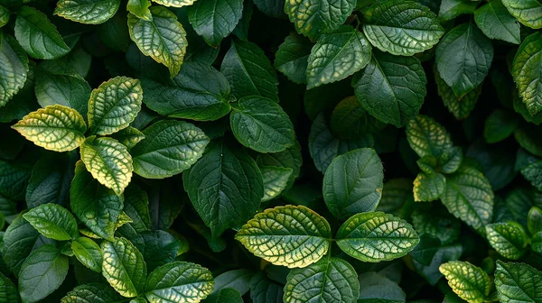 Taze yeşil yapraklar. Doğal doku.