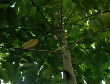 yeşil yapraklar, bitki örtüsü ve doğa