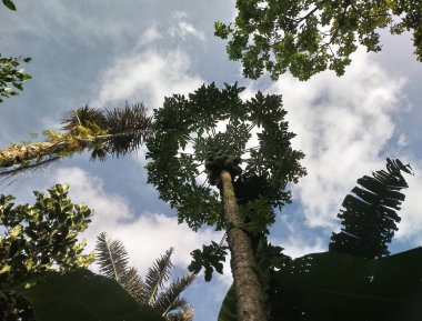 Ormanda palmiye ağaçları