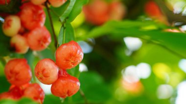 Syzygium samarangense 'in makro çekimi, ağaç dallarında kalın kümelerdeki parlak kırmızı meyveler botanik dergilerinin yemek tarifi kitapları ya da doğa fotoğrafçılığı portföyleri için ideal yeşil yapraklarla çevrili.