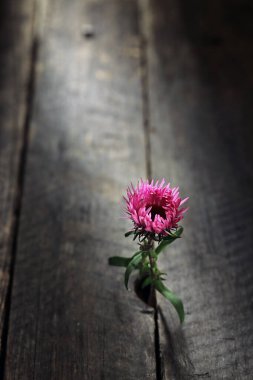  Tek bir pembe çiçek ahşap zeminden ışığa doğru yol aldı..