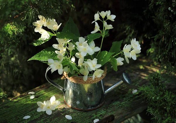 Ramo Flores Blancas Flor Una Regadera Jardín Metal — Foto de Stock