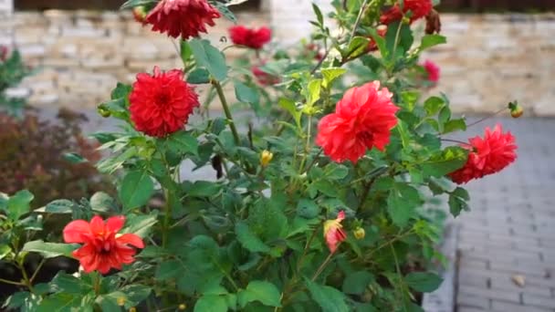 Dolly a nagy virágok a virágzó vörös virágok egy dekoratív virágágyás közelkép jelenet — Stock videók
