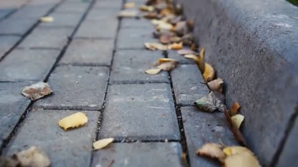 黄叶落在铺路石上 — 图库视频影像