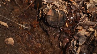 Altın gün çamur orman parkındaki durgun su akıntısı