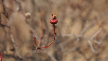 Briar, kuru yaban gülü kalça çalısı doğada