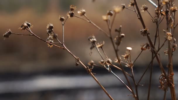 Ultimi anni fiori secchi dopo l'inverno — Video Stock