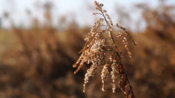 Hierba seca soplando en el viento, caña roja balanceándose en el viento, caña campo salvaje. — Vídeos de Stock