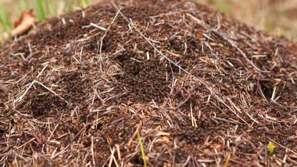 Bosque hormiguero salvaje, hormigas trabajan diligentemente en su hormiguero. De la vida de los insectos — Vídeos de Stock