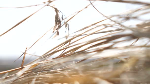 Nízký úhel suché trávy. Podzimní povaha — Stock video