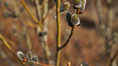 Açık bir sonbahar gününde yabanda söğüt.