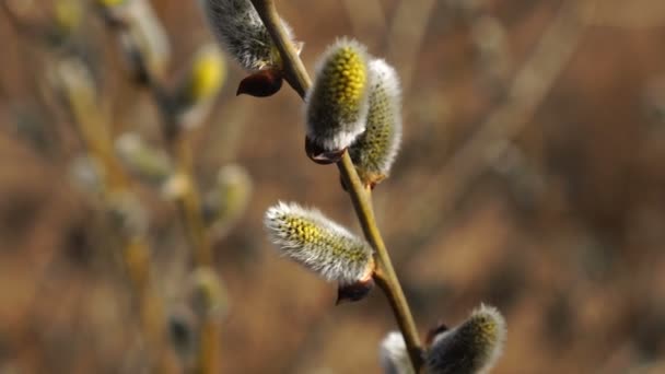 Beautiful flowering pussy willow sway in the wind. Nature on sunny day. — Vídeo de Stock