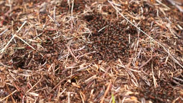 Vista superior del hormiguero desde agujas de pino y ramas con colonia de hormigas en bosque de otoño. — Vídeos de Stock