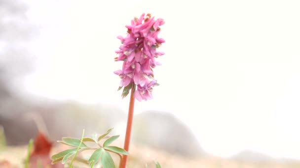 Lage hoek van een lila bloem wakker in het voorjaar — Stockvideo