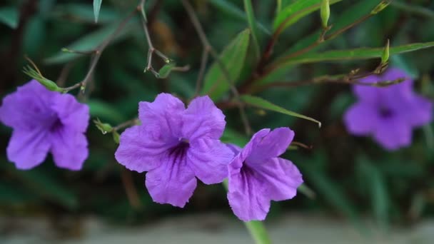 Petunia púrpura hermosa flor flor verde hoja fondo — Vídeos de Stock