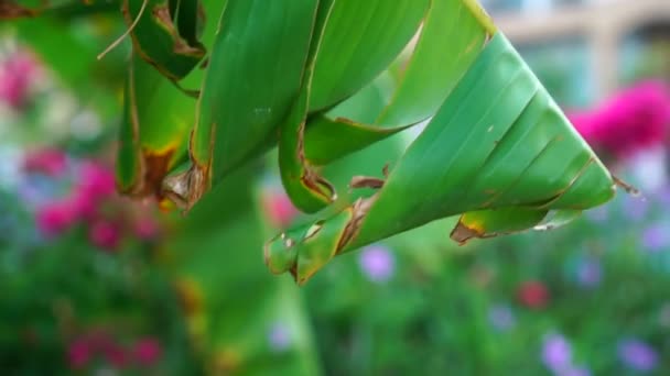 Planta de banana verde super brilhante deixa balançando pelo vento — Vídeo de Stock