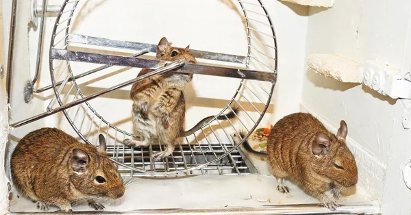 Mascota australiana Degu . —  Fotos de Stock