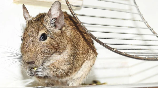 Mascota australiana Degu . —  Fotos de Stock