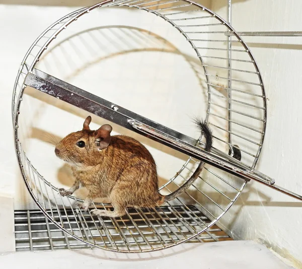 Mascota australiana Degu . —  Fotos de Stock