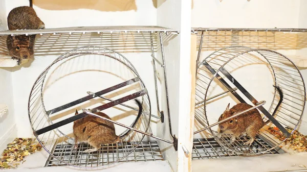 Mascota australiana Degu . —  Fotos de Stock