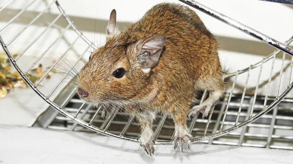 Mascota australiana Degu . —  Fotos de Stock