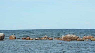 Baltık Denizi manzaralı Tallinn yakınındaki.