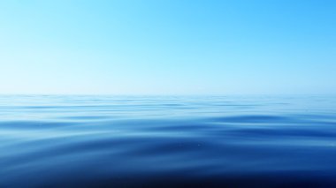 Makro deniz fotoğraf.