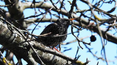 Ağaç üzerinde siyah sığırcık