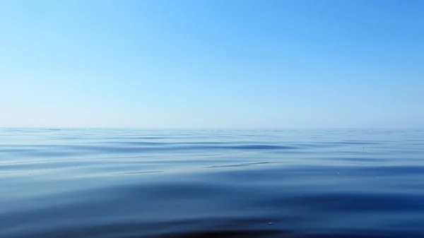 Makro deniz fotoğraf.