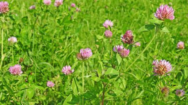 Çiçekli yonca mavi gökyüzü üzerinde.