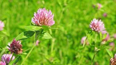 Çiçekli yonca mavi gökyüzü üzerinde.