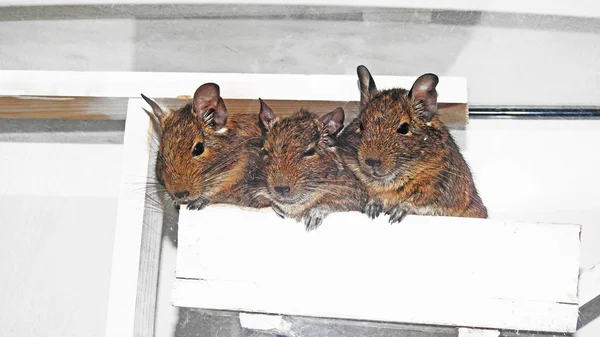 Avustralya ev evde beslenen hayvan Degu.