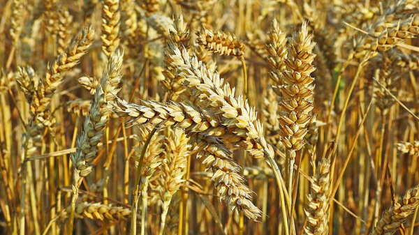 Golden field of rye on sunny summer day