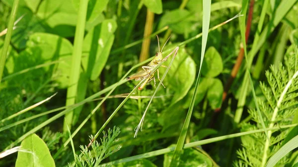 Cavalletta verde seduta sul trifoglio . — Foto Stock