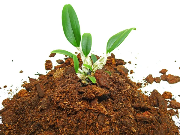 Pequeña orquídea joven verde — Foto de Stock