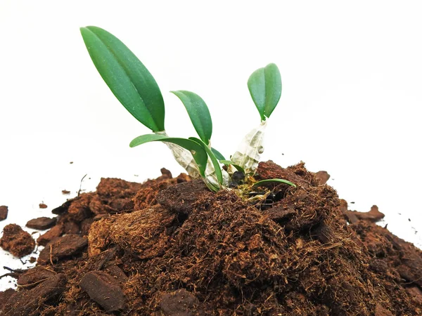 Pequeña orquídea joven verde — Foto de Stock