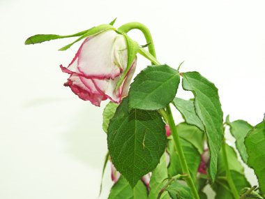 Solmuş kırmızı gül