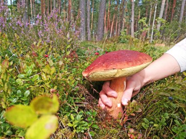 Büyük beyaz çörek