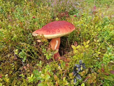 Büyük beyaz çörek