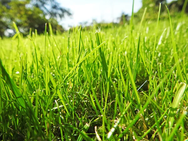 Green grass on forest park — Stock Photo, Image