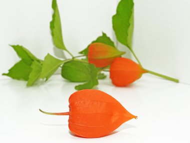 Renkli physalis çiçek
