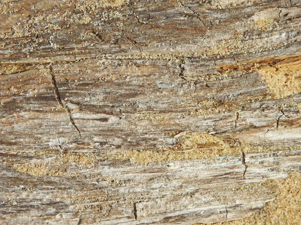 Monotone Textur des Holzes. — Stockfoto