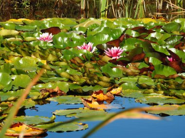 Kırmızı lotus çiçekleri